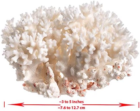White Mora Koral | Čipke Koral Pocillopora Damicornis | Plus Besplatan Nautički e-knjigu od Joseph Kiše